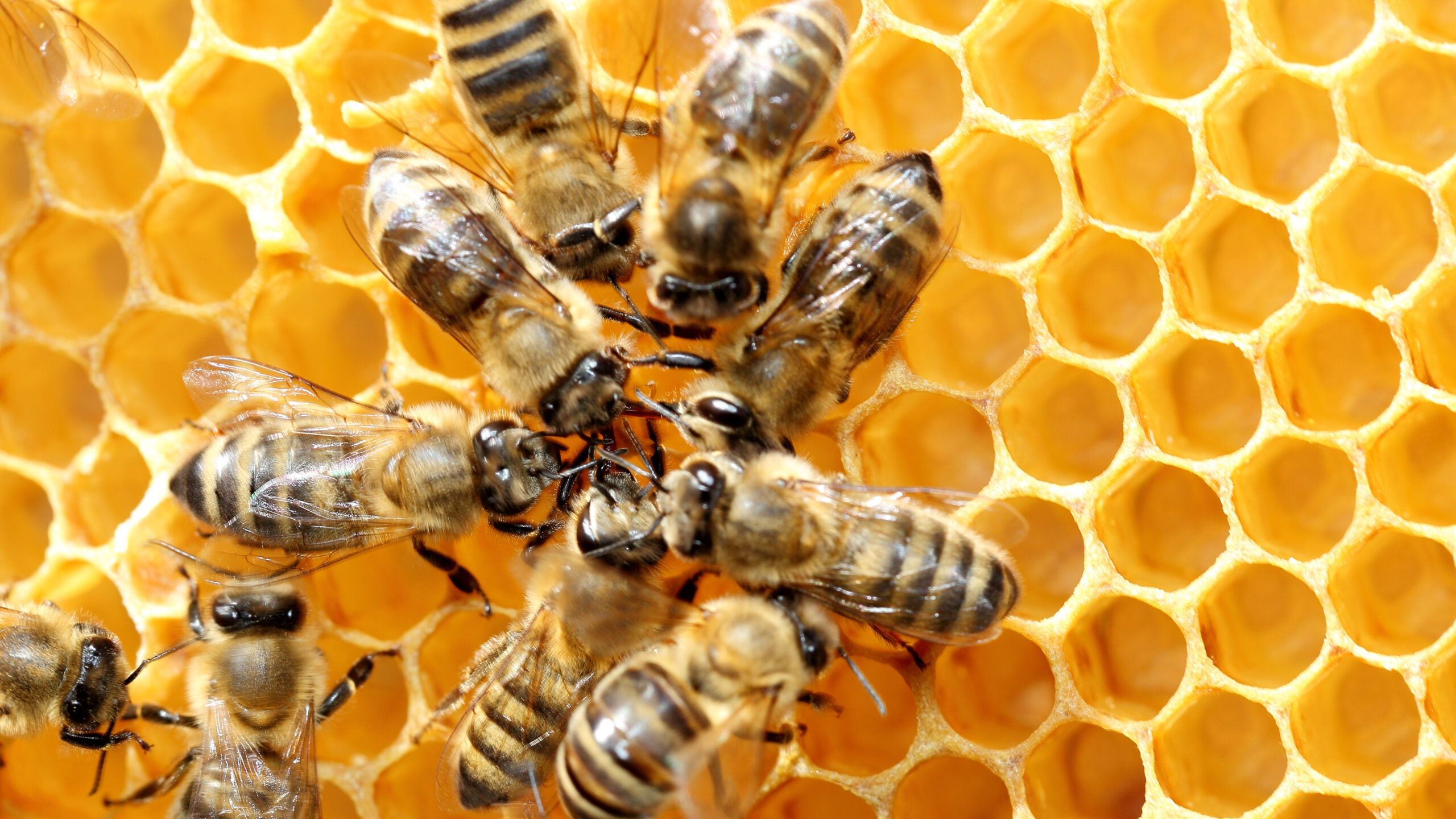 bienen
