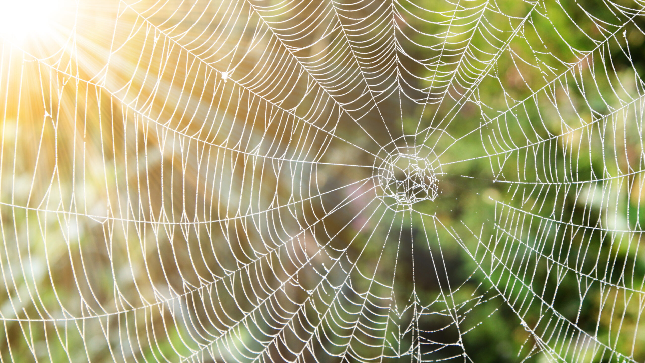 netz
