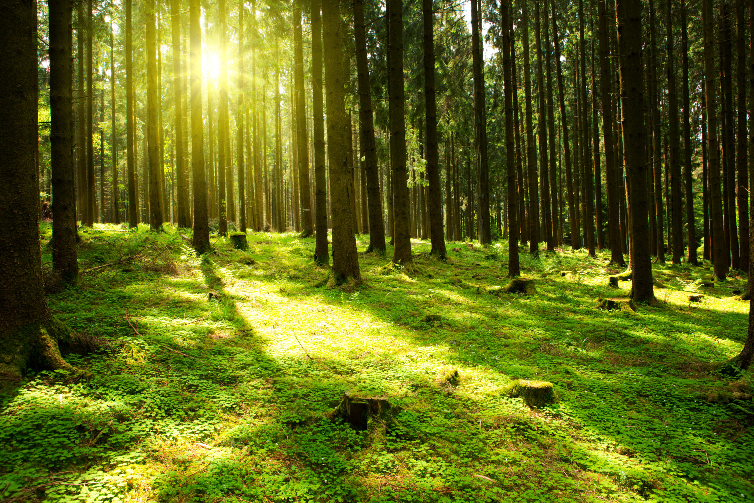 Gesundheits-Wanderweg Gemeinde Hohenstein